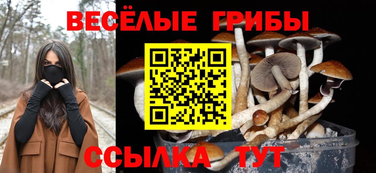 Псилоцибиновые грибы Psilocybe  Апатиты 